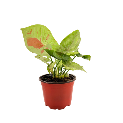 4” Syngonium Confetti