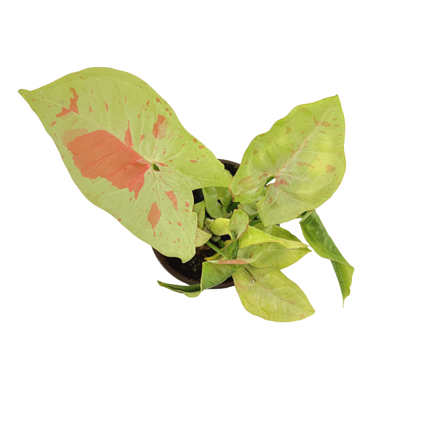 4” Syngonium Confetti