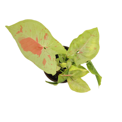 4” Syngonium Confetti