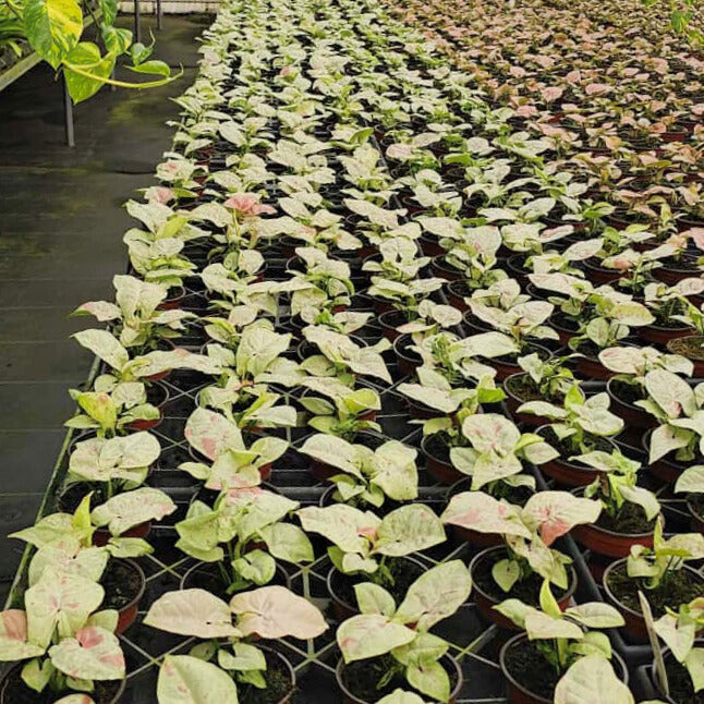 4” Syngonium Confetti