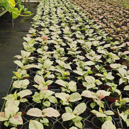 4” Syngonium Confetti