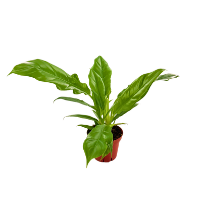 4" Philodendron Narrow Escape