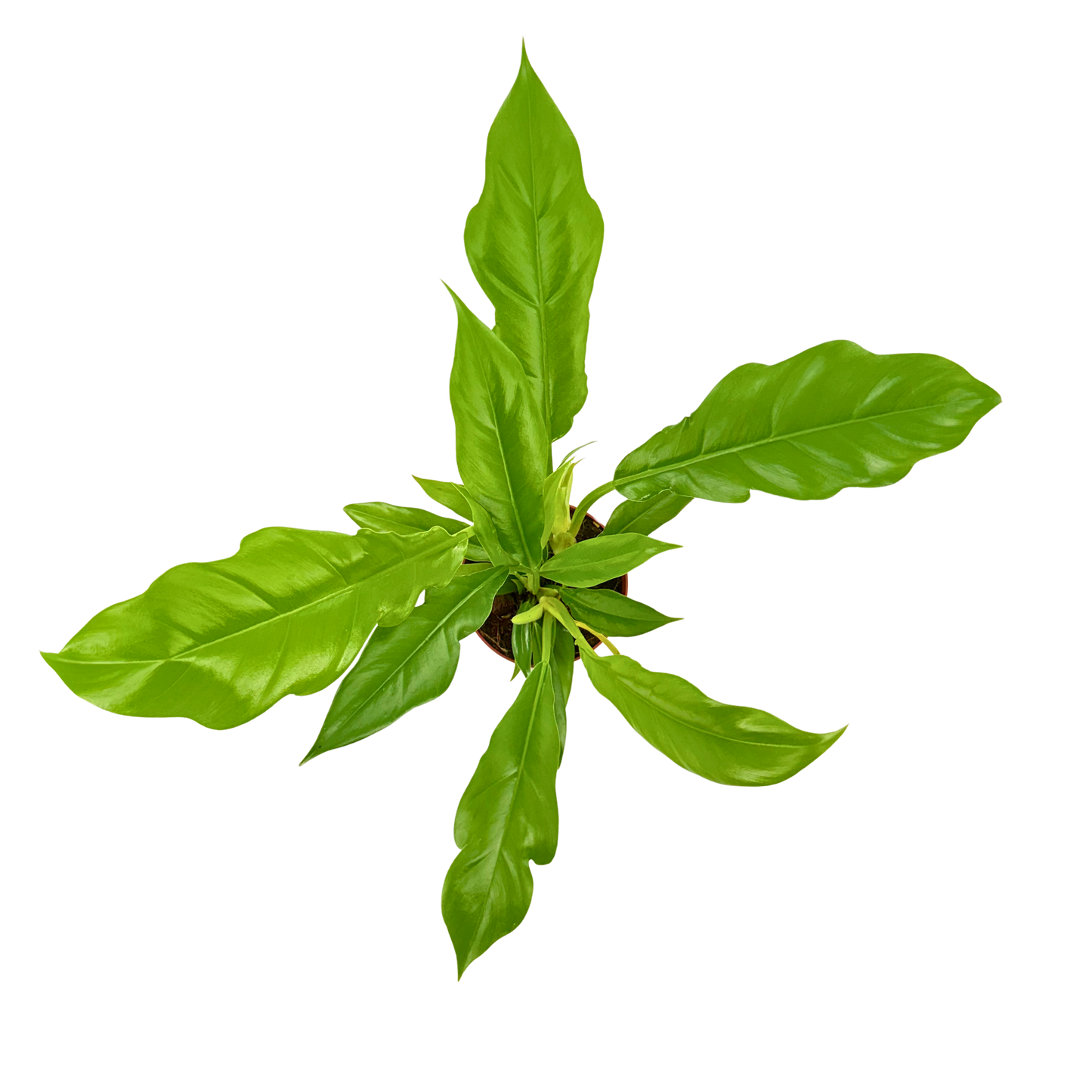 4" Philodendron Narrow Escape