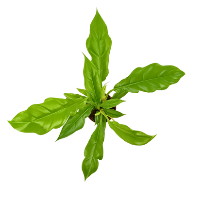 4" Philodendron Narrow Escape