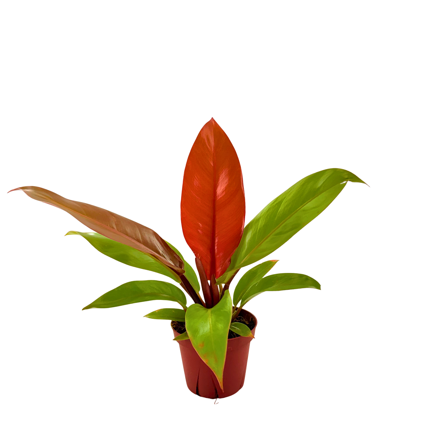 4" Philodendron Prince of Orange