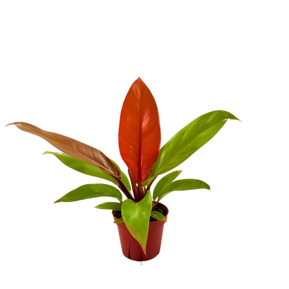 4" Philodendron Prince of Orange