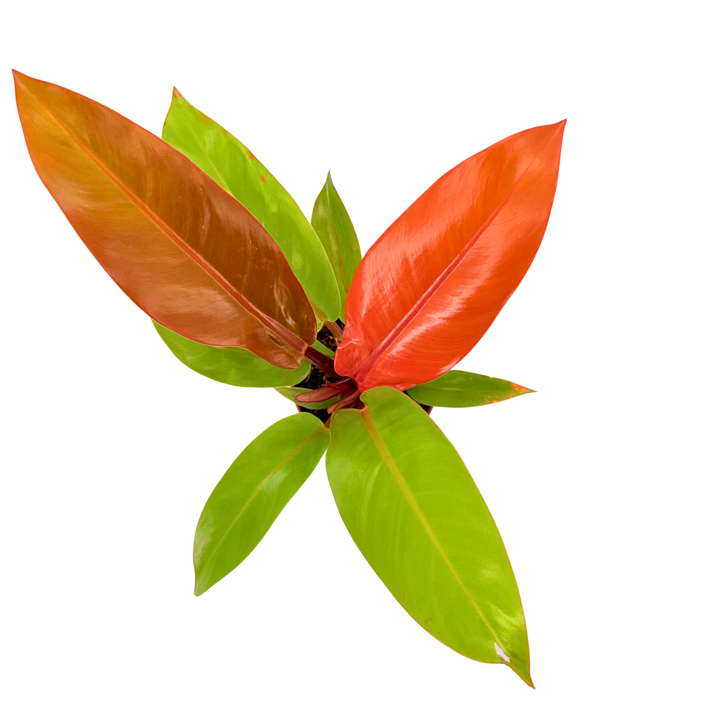 4" Philodendron Prince of Orange