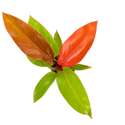 4" Philodendron Prince of Orange