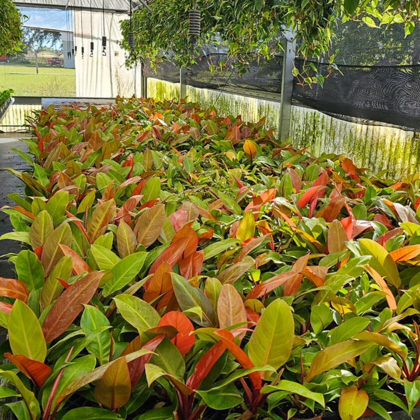 4" Philodendron Prince of Orange