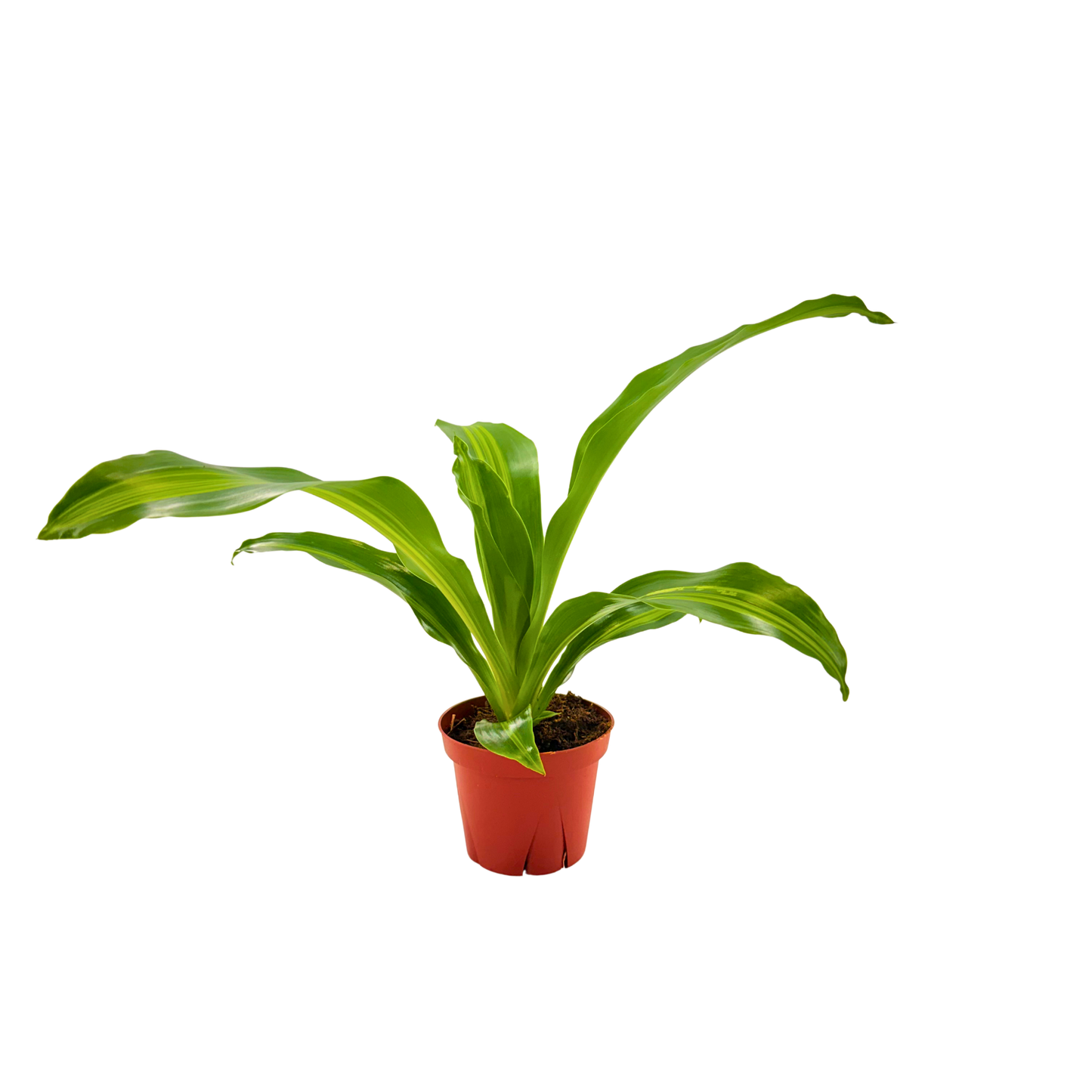 4” Dracaena Marley