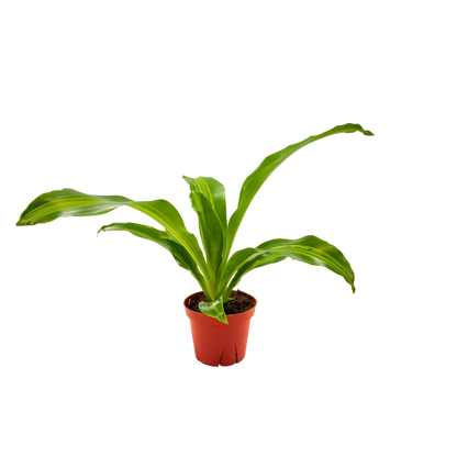 4” Dracaena Marley