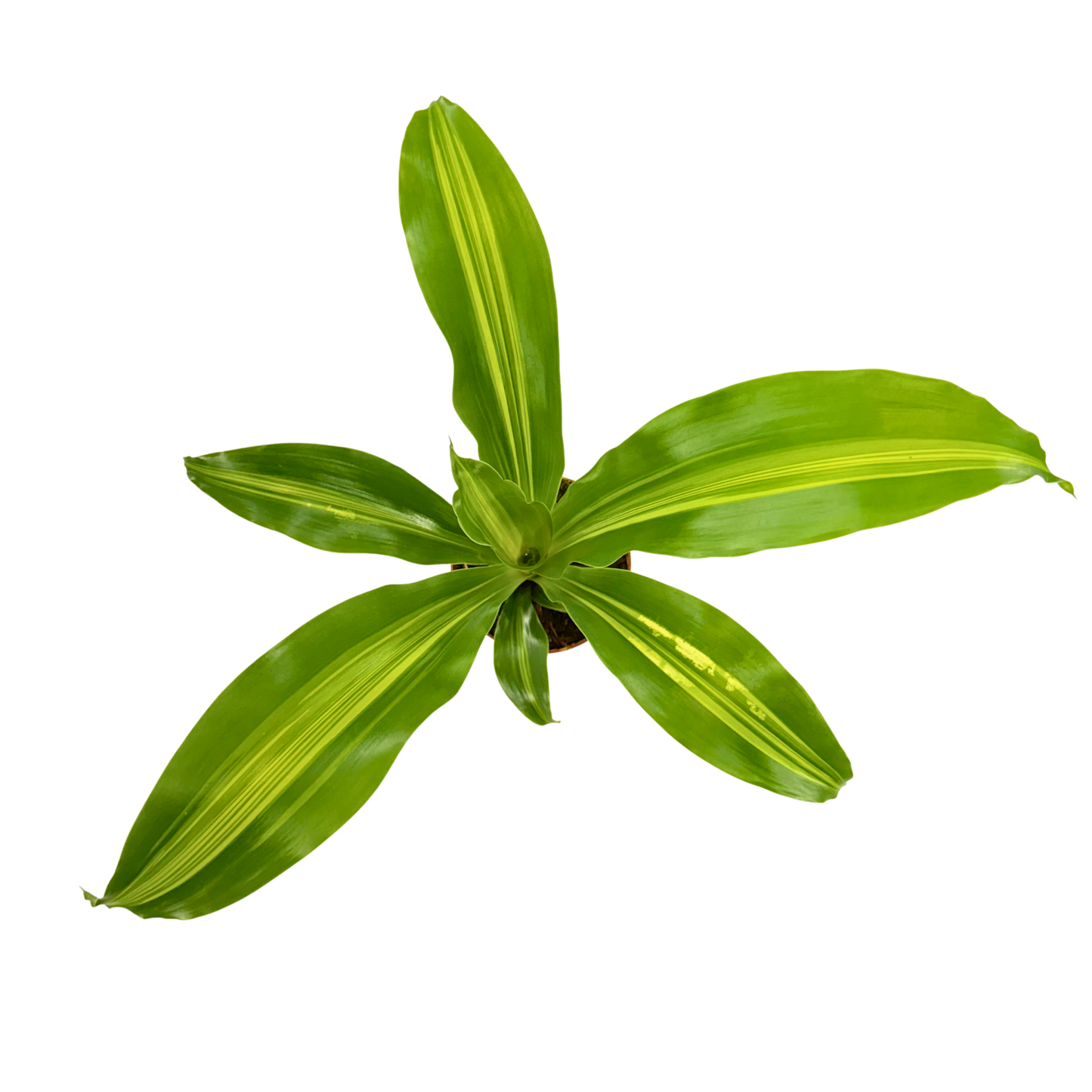 4” Dracaena Marley