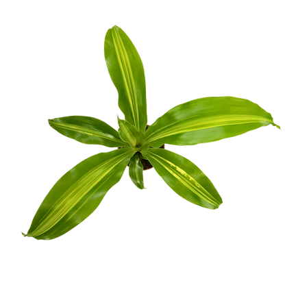 4” Dracaena Marley