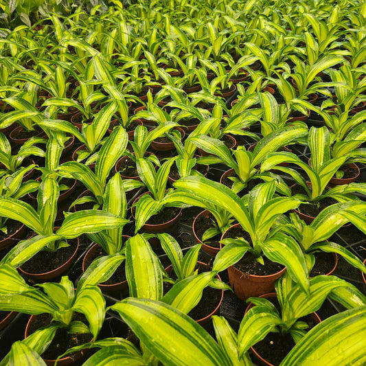 4” Dracaena Marley