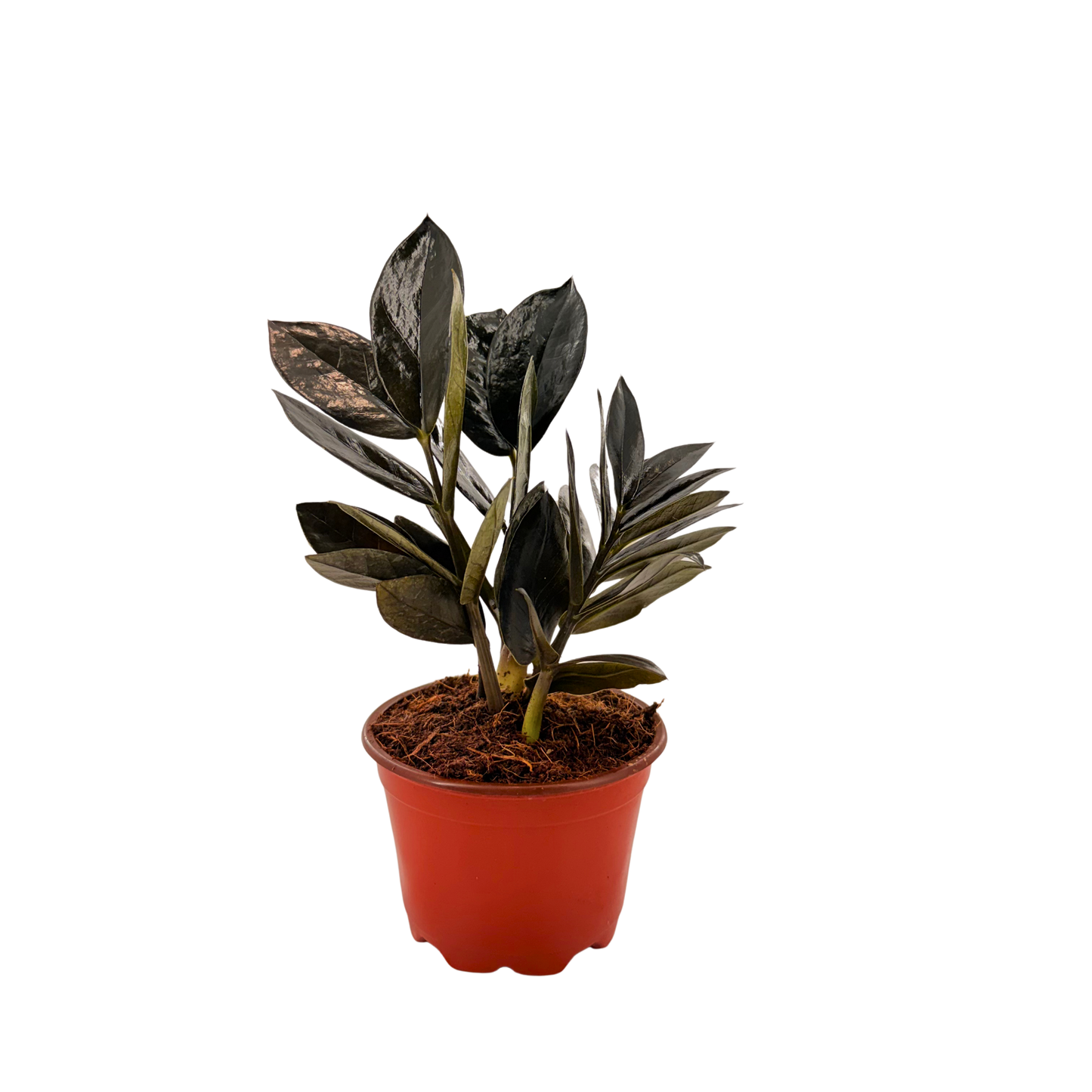 4” Zamioculcas Black Queen ZZ (USPP33531)
