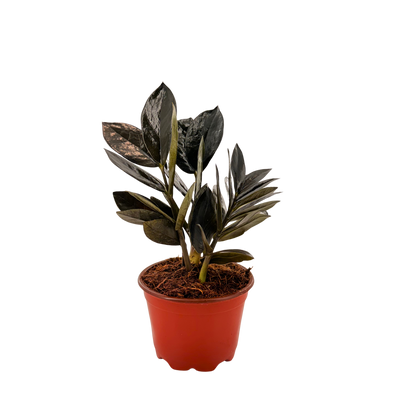 4” Zamioculcas Black Queen ZZ (USPP33531)