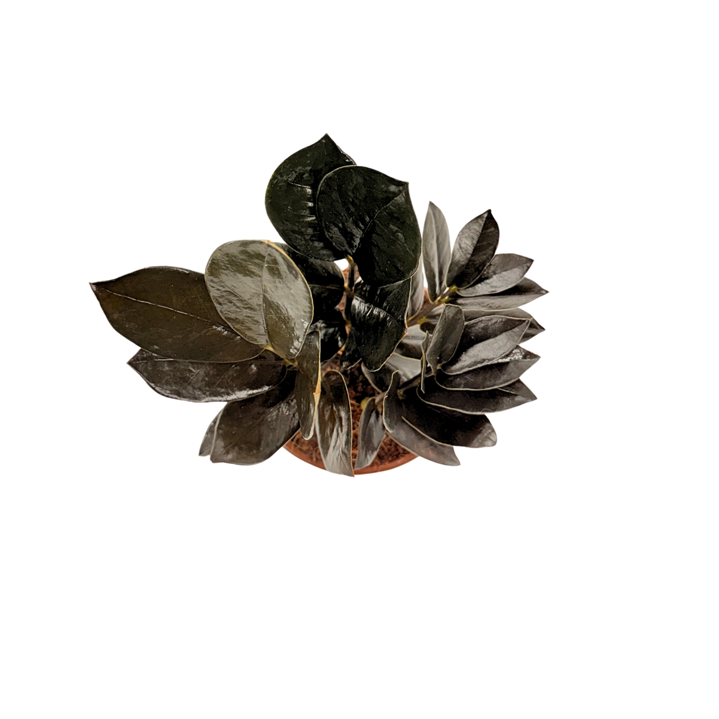 4” Zamioculcas Black Queen ZZ (USPP33531)