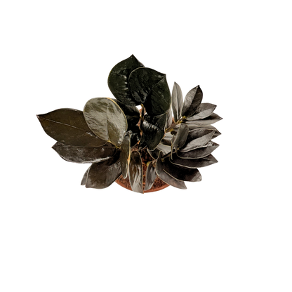 4” Zamioculcas Black Queen ZZ (USPP33531)