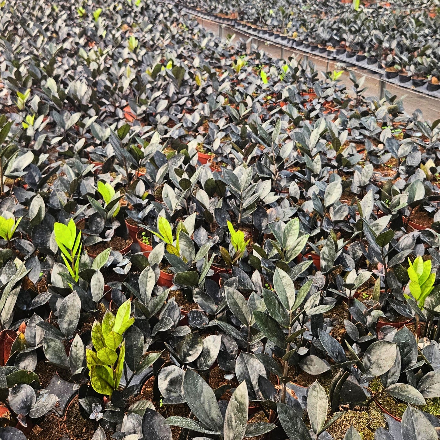 4” Zamioculcas Black Queen ZZ (USPP33531)