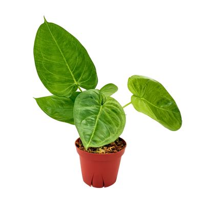 4” Syngonium Ice Frost