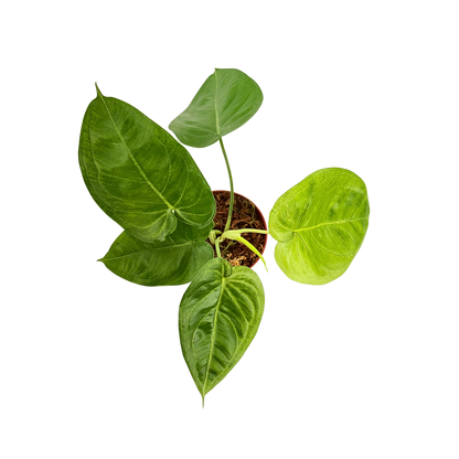 4” Syngonium Ice Frost