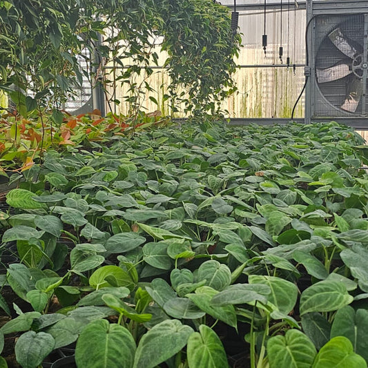 4” Syngonium Ice Frost