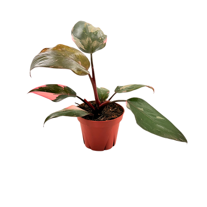 4" Philodendron Pink Princess (Low Color)