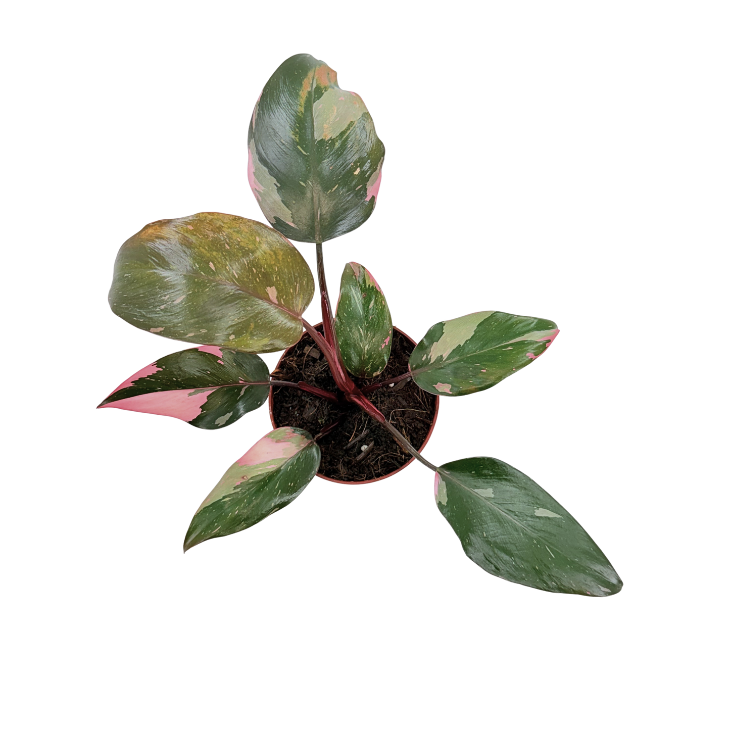4" Philodendron Pink Princess (Low Color)