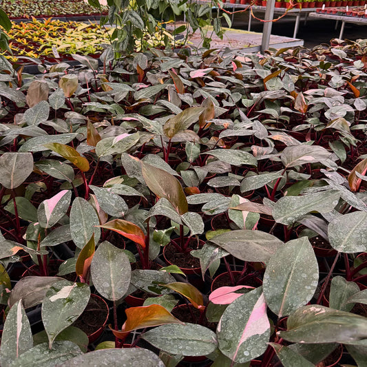 4" Philodendron Pink Princess (Low Color)