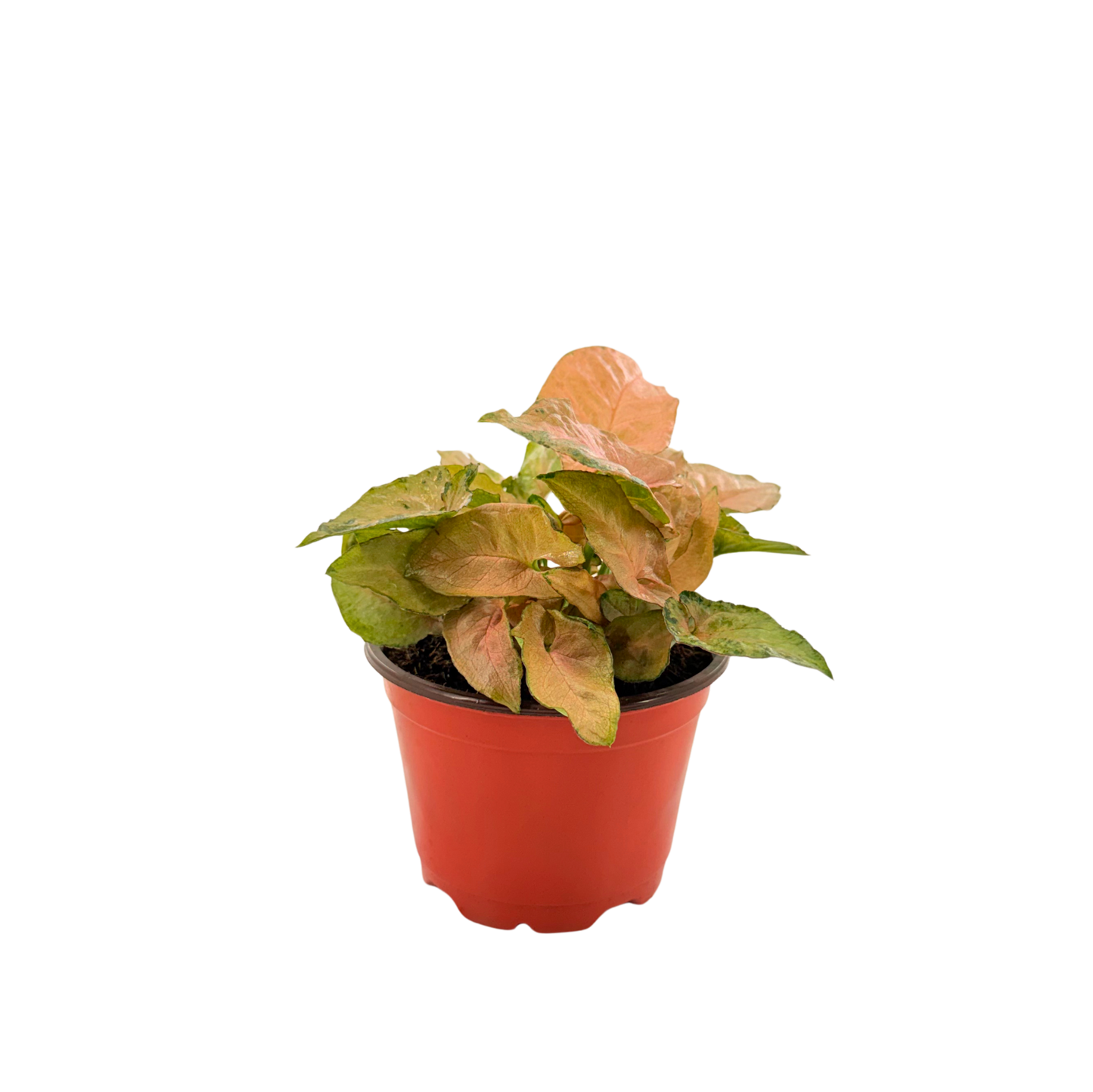 4” Syngonium Pink Perfection