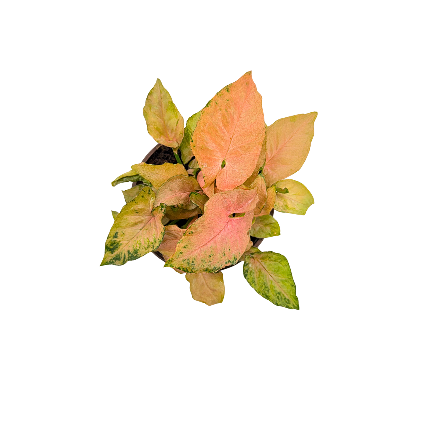 4” Syngonium Pink Perfection