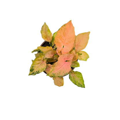 4” Syngonium Pink Perfection