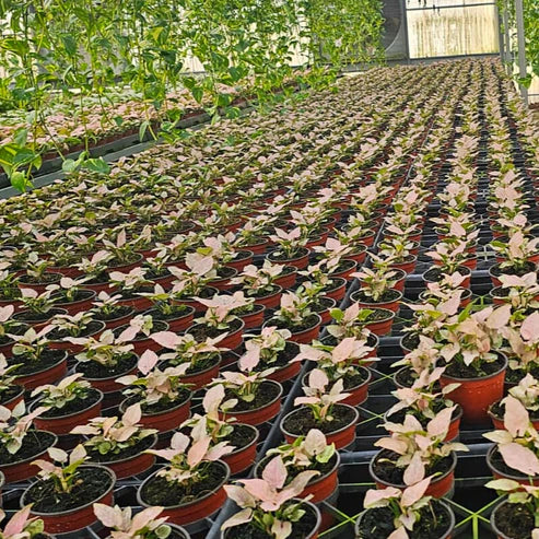 4” Syngonium Pink Perfection