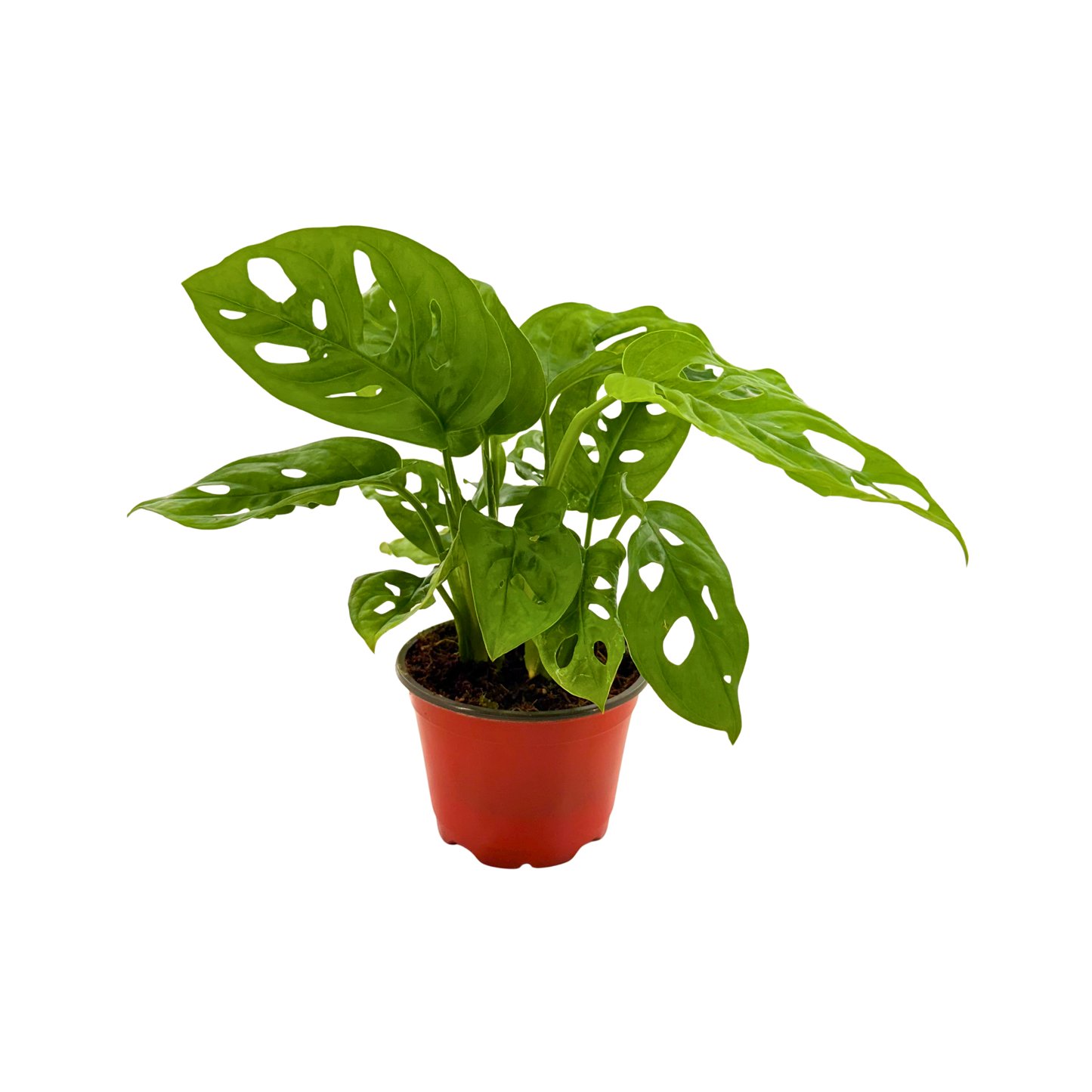 4” Monstera Swiss Cheese