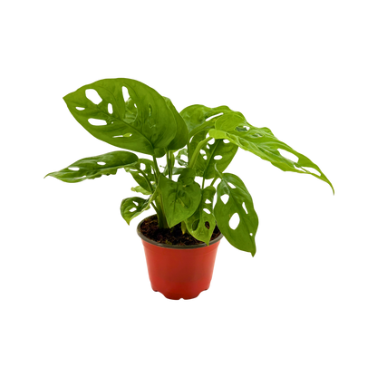 4” Monstera Swiss Cheese