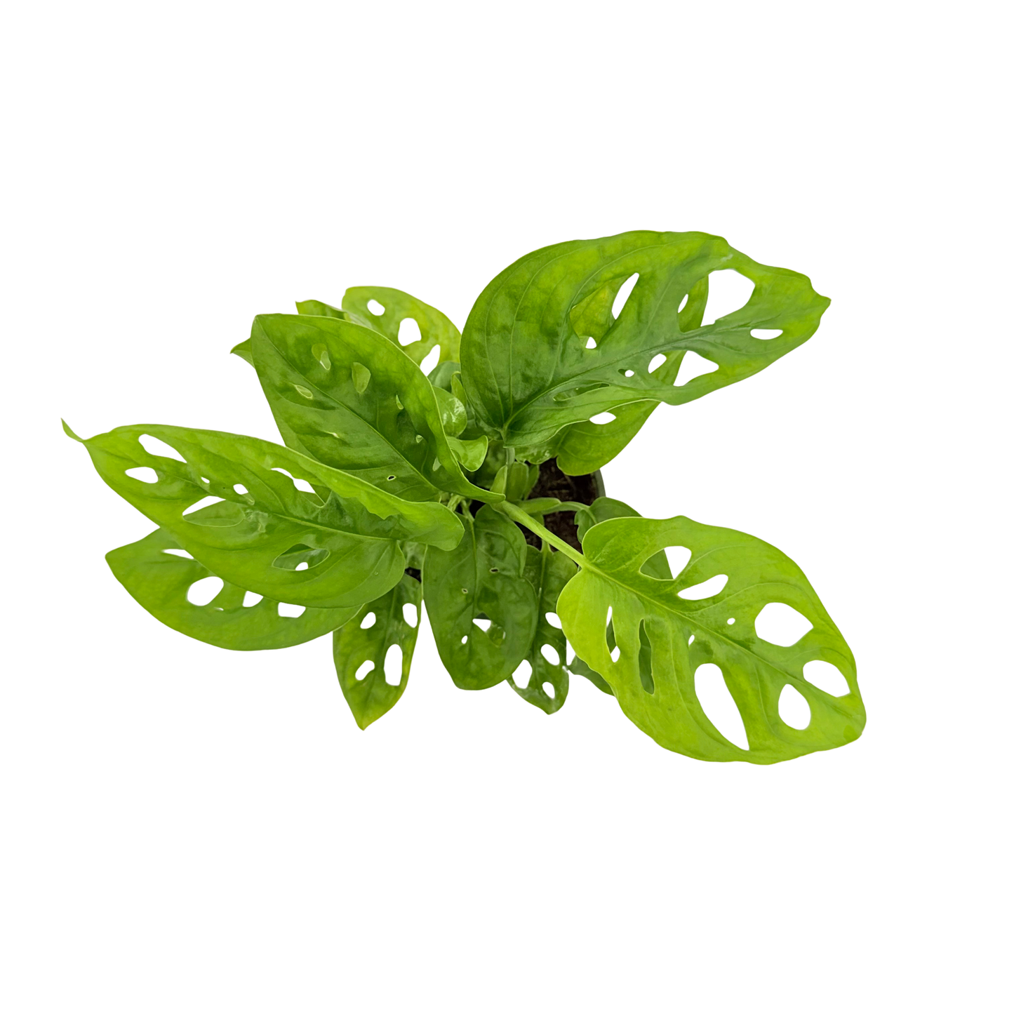 4” Monstera Swiss Cheese