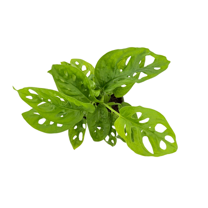 4” Monstera Swiss Cheese