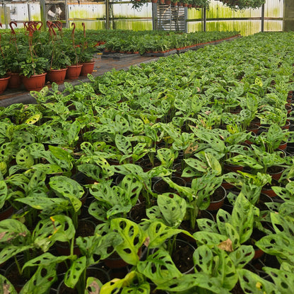 4” Monstera Swiss Cheese