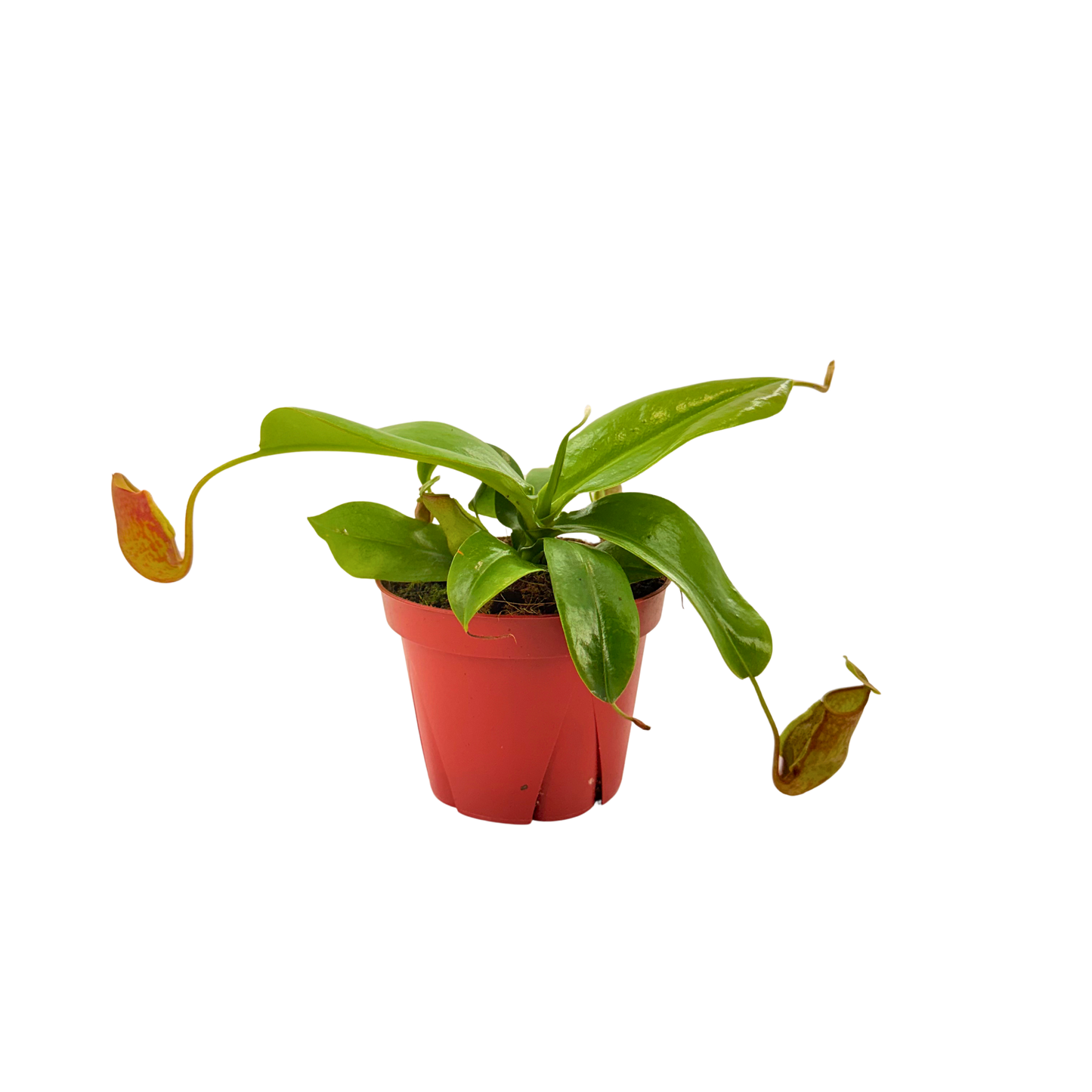 4” Nepenthes Gaya