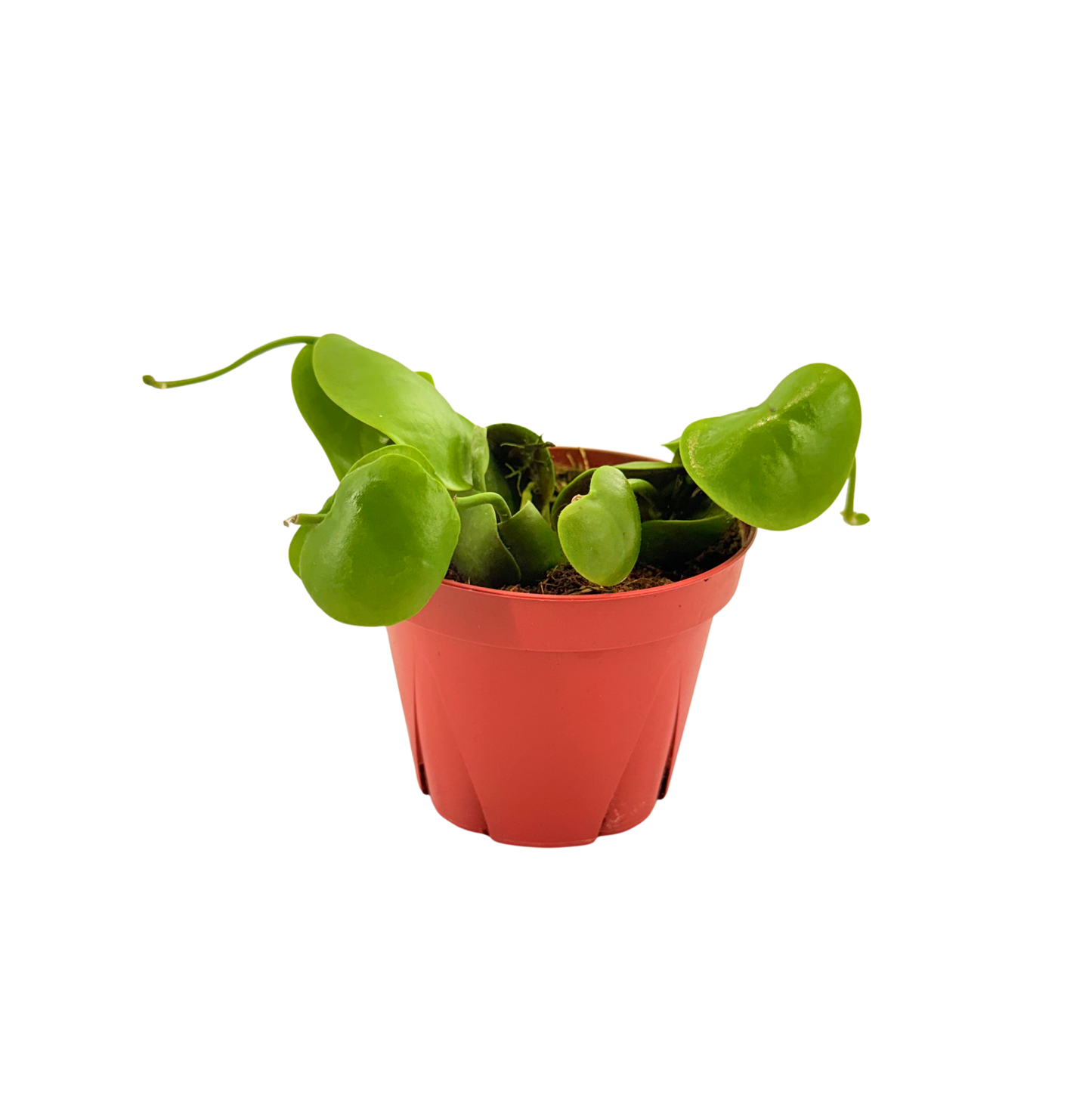 4" Dischidia Platyphylla