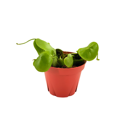 4" Dischidia Platyphylla