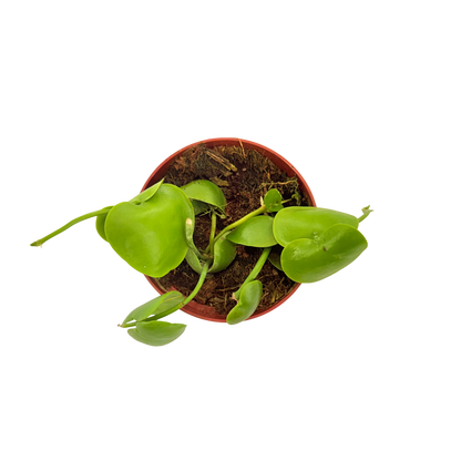 4" Dischidia Platyphylla