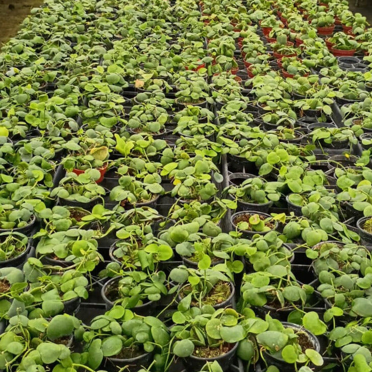 4" Dischidia Platyphylla