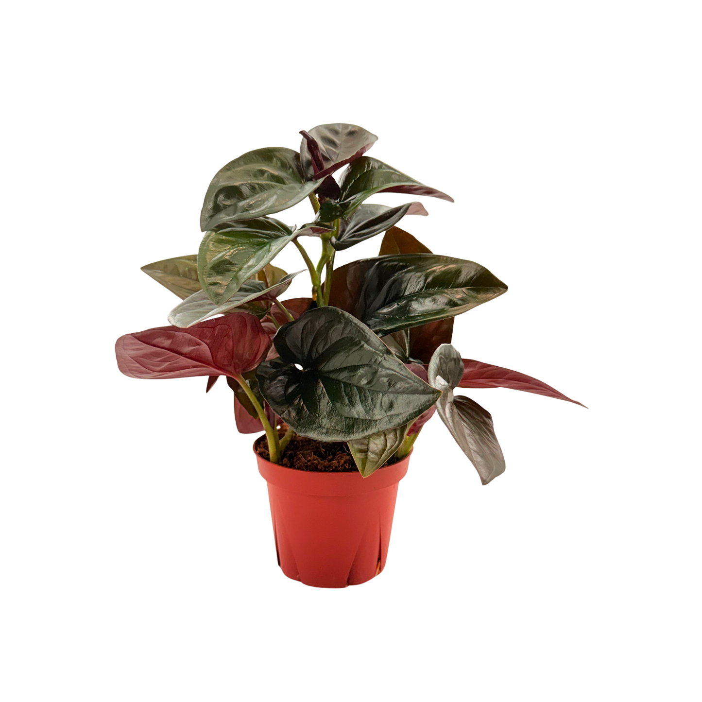 4” Syngonium Red Arrow