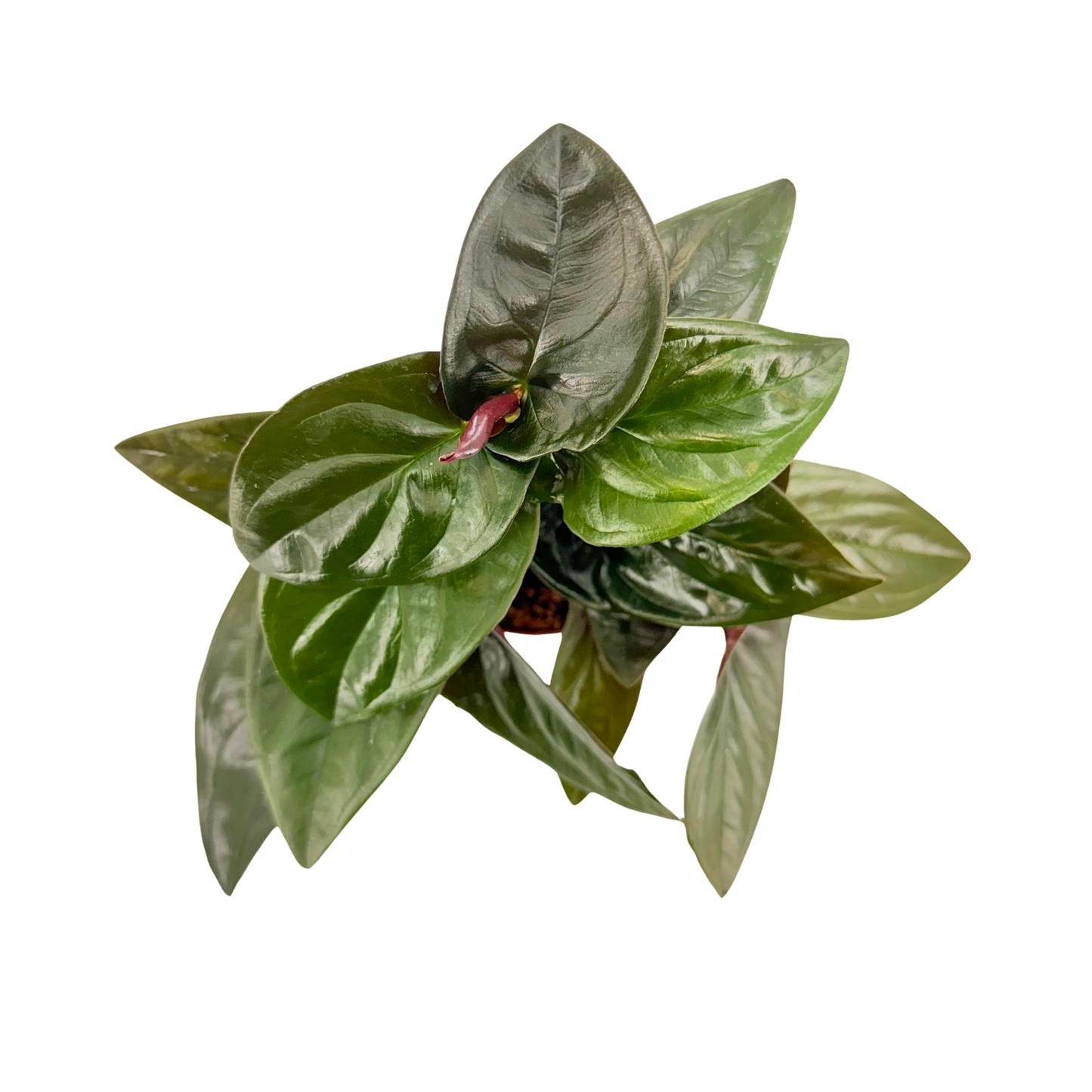 4” Syngonium Red Arrow