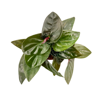 4” Syngonium Red Arrow