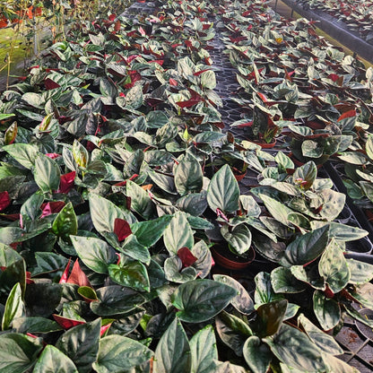 4” Syngonium Red Arrow