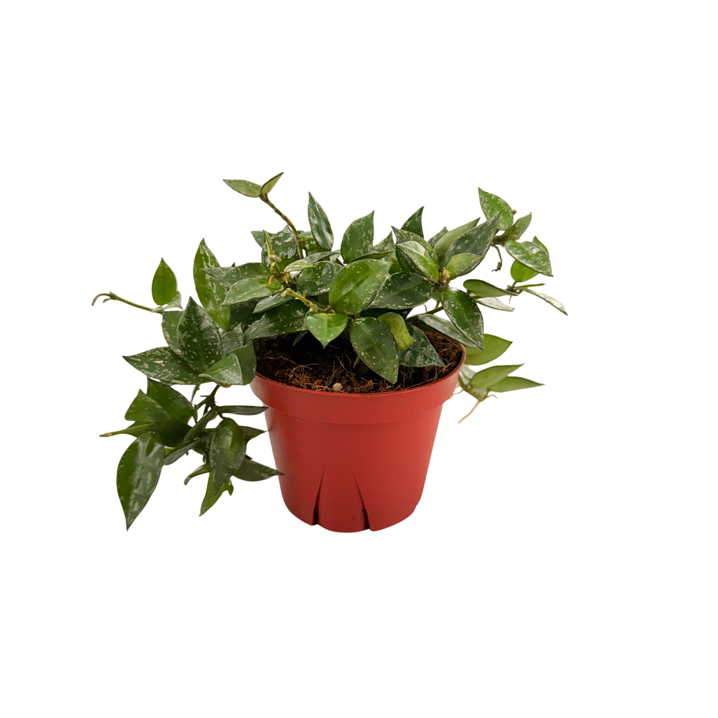 4” Hoya Krohniana Silver Splash