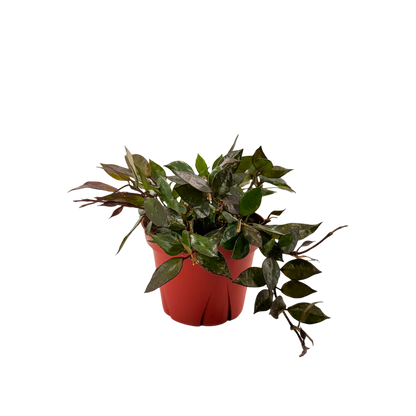 4” Hoya Krohniana Black