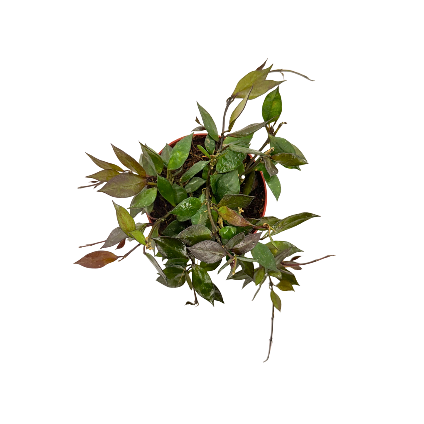 4” Hoya Krohniana Black